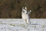 SIBERIAN HUSKY 434